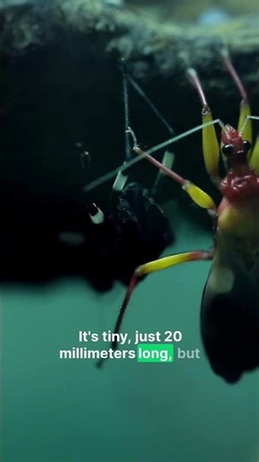 Costa Rica's New Tiny Terror! Monster Fly Revealed.