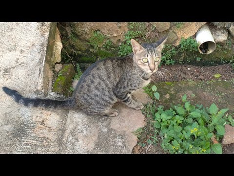 Hello Meowing 😻 What Are You Doing 🤣