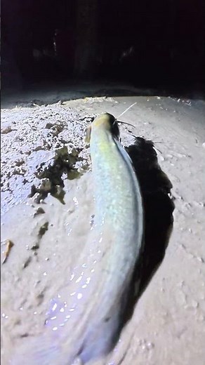 Amazing Night Fishing! Catching a Walking Catfish in Mud