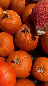 That fall chill in the air means it's time to spend the day at Roba Family Farms! 🍂🎃🧡 Pick the perfect pumpkin and enjoy family-fun activities all season long! bit.ly/Roba-Family-Farms • #VisitLackawannaPA 📍 Roba Family Farms | North Abington Township, PA | Lackawanna County Visitors Bureau