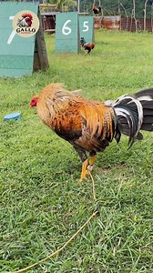 Bulico. | Gallo Supremo