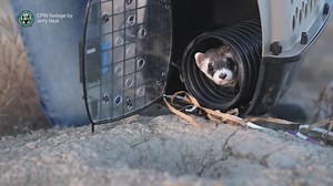 Biologist unsure why there are so many black-footed ferret deaths