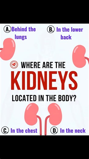 About health and science on Instagram: "🌿 Where Are the Kidneys Located in the Body? The kidneys are two remarkable, bean-shaped organs that work nonstop to filter your blood, balance fluids, and keep your body functioning smoothly. But where exactly are they located? Many people are surprised to learn their true position! Let’s explore 👇 ❓ Question: Where are the kidneys located in the body? A. Behind the lungs B. In the lower back C. In the chest D. In the neck ✅ Correct Answer: B. In the lo