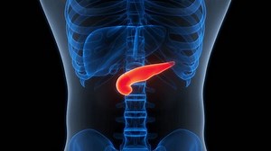 Human Internal Organs Pancreas Anatomy. 3D