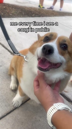 corgis are the best dogs