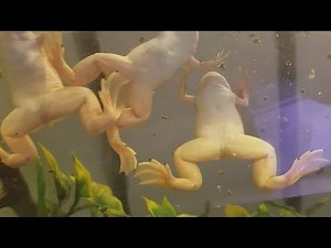 Feeding My African Clawed Frogs