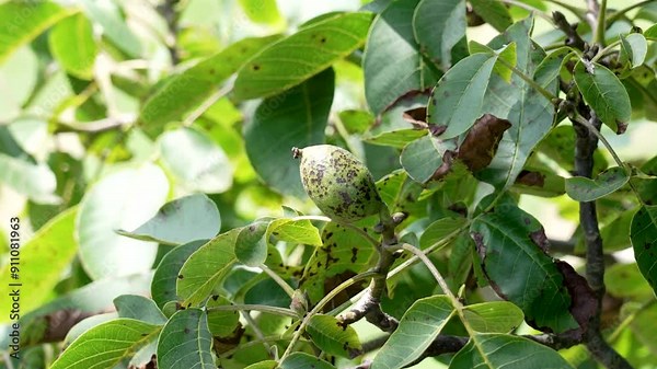 Aphid damage fruits of a walnut tree with green spotted leaves in an orchard close up