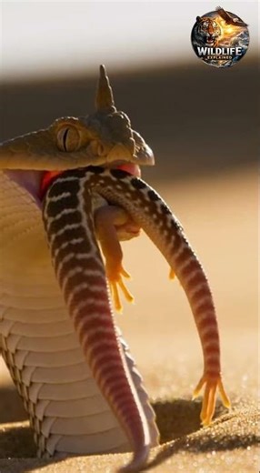 Every Desert Predator Explained in 50 Seconds 🦂 | Desert Hunters 4K