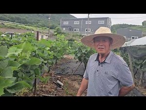 황금알농법 포도 다수확 비료량 엽면시비 설탕 추비 요소 적심재배 탄저병 흰가루병