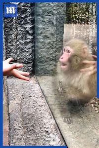 This monkey's incredible reaction to a magic trick is the only thing you need to see today! 🙊 🪄 | Daily Mail Video