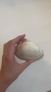 Hand-painted Seashell With Dolphin Design - Beach, Summer Decoration - Etsy