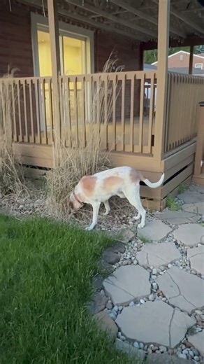 Old Man Charlie has his own yard! After 14 years Charlie can walk outside with out a leash!