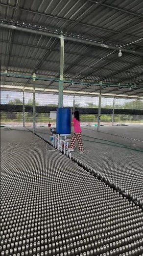 Inside a Thai Betta Fish Farm: Thousands in Bottles! 👀