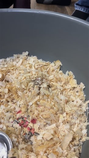 Vansh Hingu on Instagram: "Hamster : The Chota Don🐹♥️ . . . . . . . #trending #fyppppppppppppppppppppppp #hamster #foryoupage #goldenhamster"