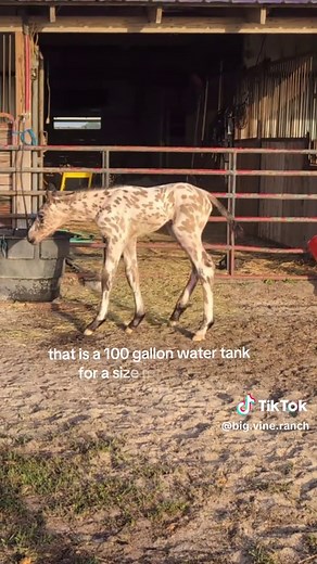 Jumanji's Origin Story: From Foal to Legend