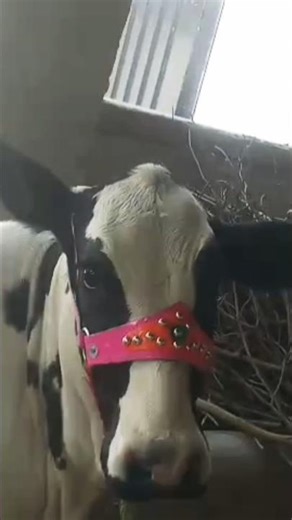 beautiful cow#cow #bullfarm #views #farmanimals #bull