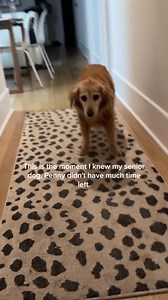 Multiflex™ is the all-in-one hip & joint supplement designed to keep dogs moving comfortably for years to come. With 7 clinically-backed ingredients, it targets the 4 root causes of joint discomfort. ✔️ Vet-Formulated ✔️ 7 Clinically-Backed Ingredients ✔️ Human-Grade, Made in Vermont Start today. | Dog is Human