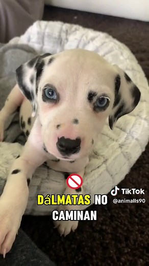 Exploring the Unique Traits of Dalmatian Dogs