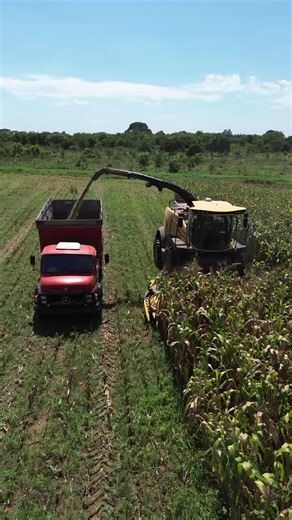 Os vídeos de Cleiton silagens (@cleitinhosilagens3) com som original - Wesley vídeoss👾