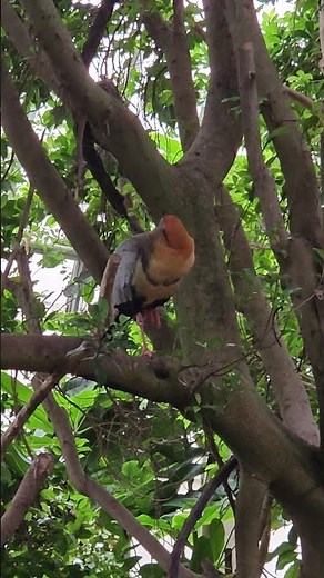 Birds at National Aviary