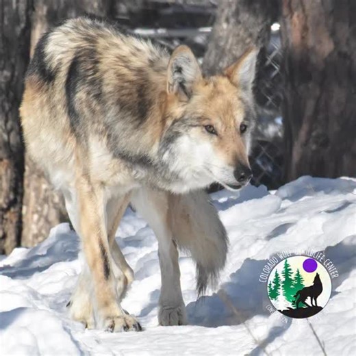 Colorado Wolf &Wildlife Center | Another deeply troubling development for wolves. The U.S. Fish and Wildlife Service has indefinitely paused the annual helicopter count of... | Instagram