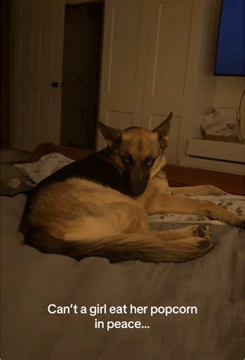 The Most Expressive Dog Faces You Can't Miss!