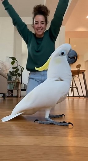 cute dancing look at me 🦜 | Random Sparks