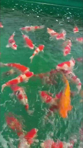 THE GIANTS OF THE POND! Unbelievable Size and Beauty!