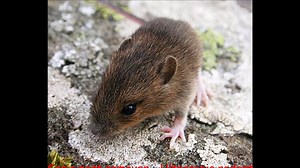 Sonic pest remover - Ultrasonic rodent repellent - 30 minutes