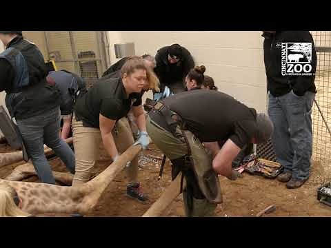 Giraffe Foot Specialist Makes House Call - Cincinnati Zoo
