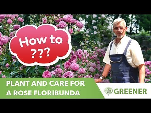 How to plant and care for a rose floribunda