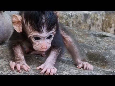 Welcome Live, Cute baby monkey and mom care