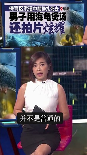 这可是濒临灭绝的“玳瑁海龟”！#新闻报报看 #海洋 #海龟 #濒危