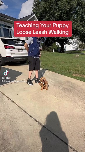Teach Your Puppy Loose Leash Walking #dogtraining #dogtrainingtips #dogtrainingadvice #dogtips #puppytraining #puppytrainingtips | Best Buddy Dog Trainer, LLC