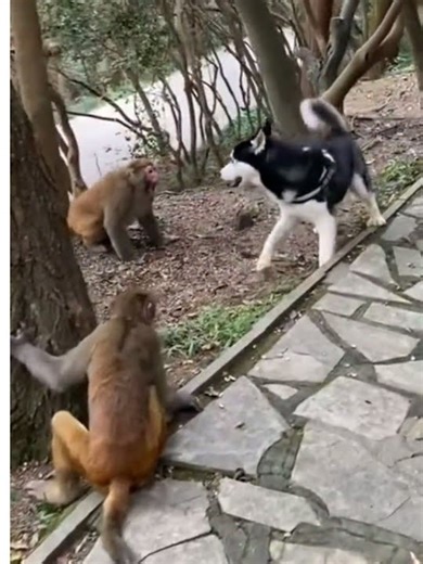 This is The Rarity Video, The Dog Attacking On Monkeys. #monkey #petmonkey #viralvideo #virals #viraltiktok #tiktok #foryou