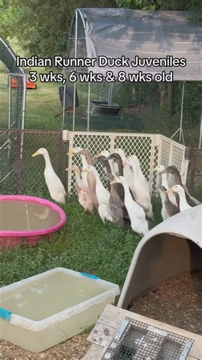 Where Ducks and Nature Connect on Instagram: "Indian Runner Ducks are made to run, not fly! With their upright stance and tiny wings, they speed around with endless energy. 🦆 #IndianRunnerDucks #RunnerDucks #DuckLife #FunnyDucks #BackyardDucks #PetDucks #DuckLovers #DucksofInstagram #FarmDucks #HappyDucks #DucksRule #DuckTales #DuckSquad #DucksOnly #CuteDucks #QuackQuack #DuckVibes #FeatheredFriends #PoultryLife #DucksOnTheRun #fyp #viral #pets #petfriend #quack #garden #cottagegarden #lovely #
