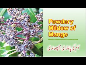 Managing Powdery Mildew in Mango Trees: Strategies for a Healthy Orchard آم کی پاؤڈری پھپھوندی