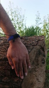 ASMR | Tree Massage (after long time cutting) #short #asmrshorts