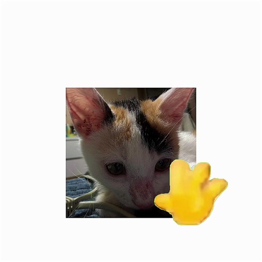 우리 귀요미 고양이 보러오세요 ❤️ #디스코드홍보 #하느님제발추천뜨게해주세요ᅲ #애기고양이 #hello