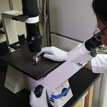 Migration, Chemo-Attraction, and Co-Culture Assays for Human Stem Cell-Derived Endothelial Cells and GABAergic Neurons