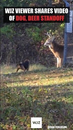 WJZ Viewer Shares Video of Dog, Deer Standoff