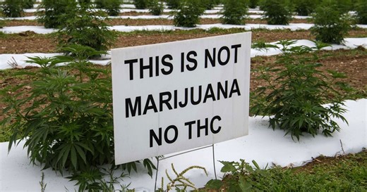 Hemp and marijuana are the same species. So why all the different laws?