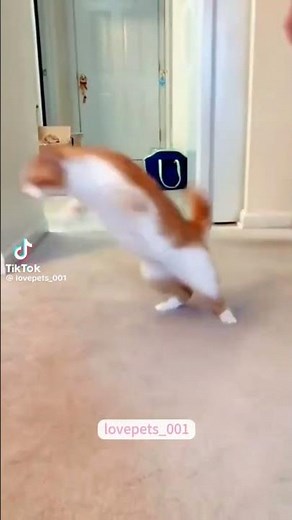 Put tape on your cat paws