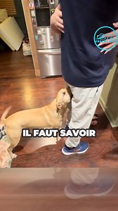 124K views · 1.5K reactions | Pourquoi les chiens reniflent #chien #chiot | Cheeny Chien | Facebook