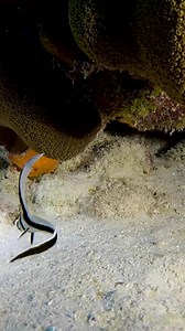 If you're diving or snorkeling around Bonaire’s vibrant reefs, keep an eye out for one of the Caribbean’s most mesmerizing little creatures: the juvenile spotted drum fish. This tiny reef inhabitant may be small, but it puts on a big show!😃 Juvenile spotted drums are often found tucked under ledges, inside coral crevices, or near sponges along the reef walls. They tend to stay in a small territory and repeat their circular swimming patterns, making them ideal for patient underwater photographer