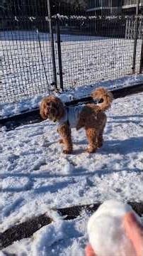 雪さんぽ#cockapoo #shorts