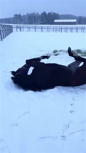 Fenomeno Sensei Embraces Winter's Snowy Wonderland