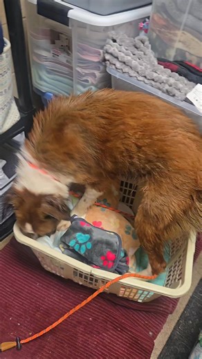 Bentley and his sister Sandy have had some spa treatment at the shelter and we are feeling fresh! | Ohio County Animal Shelter Ohio County WV