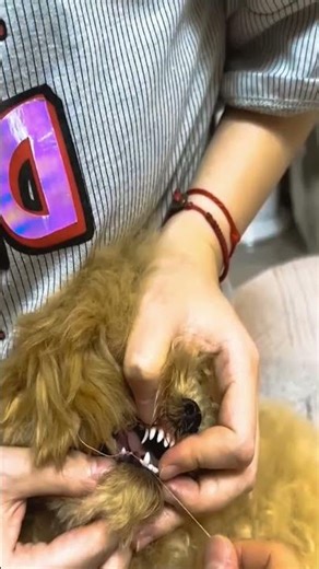 The Easiest Dog Teath Pull Ever #shortsvideo 😲