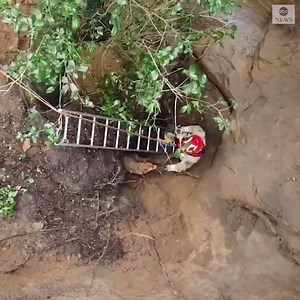 TO THE RESCUE: Firefighters in Florida used a ladder – and a little bit of bacon – to help reunite a golden retriever with his owner after the dog got trapped in a 40-foot sinkhole. https://abcn.ws/33y6m0e | ABC World News Tonight with David Muir